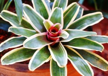 Neoregelia - hemvård. Odling av neoregelia, transplantation och reproduktion. Beskrivning. Ett foto