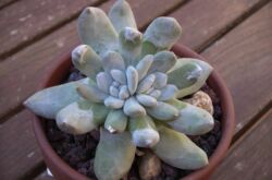 Pachyphytum - penjagaan di rumah. Penanaman, pemindahan dan pembiakan Pachyphytum. Penerangan, jenis. Gambar