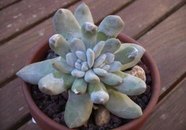 Pachyphytum - penjagaan di rumah. Penanaman, pemindahan dan pembiakan Pachyphytum. Penerangan, jenis. Gambar