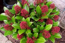 Skimmia - penjagaan di rumah.Penanaman skimmia, pemindahan dan pembiakan. Penerangan, jenis. Gambar