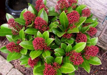 Skimmia - hemvård. Odling av skimmia, transplantation och reproduktion. Beskrivning, typer. Ett foto