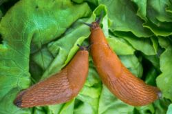 Melawan siput di kebun sayur