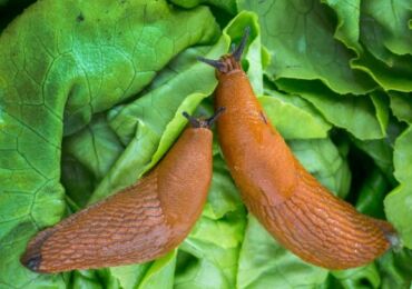 Melawan siput di kebun sayur