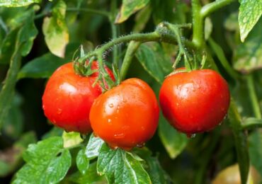 Kekurangan nutrien dalam tomato