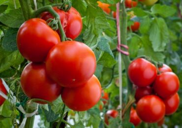 Berpakaian tomato selepas menanam di tanah