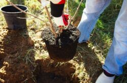 Cara menanam pokok epal dan pir dari keratan