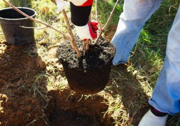 Cara menanam pokok epal dan pir dari keratan