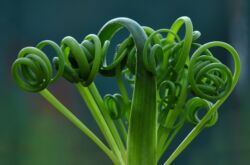 Albuca - hemvård. Albuca odling, transplantation och reproduktion. Beskrivning, typer. Ett foto