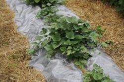 Agroteknik ubi jalar di lorong tengah: katil kebun dan penanaman