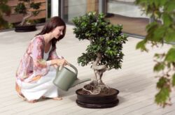 Seni menanam bonsai. Cara menanam pokok bonsai di rumah