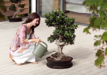 Seni menanam bonsai. Cara menanam pokok bonsai di rumah