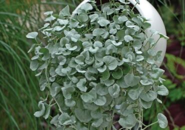 Dichondra - penjagaan rumah. Penanaman, pemindahan dan pembiakan Dichondra. Penerangan, jenis. Gambar