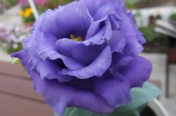 Eustoma eller lisianthus - hemvård. Eustoma odling, transplantation och reproduktion. Beskrivning, typer. Ett foto