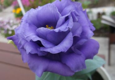 Eustoma eller lisianthus - hemvård. Eustoma odling, transplantation och reproduktion. Beskrivning, typer. Ett foto