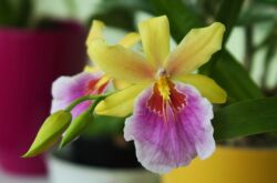 Miltonia - hemvård. Miltonia orkidéodling, transplantation och reproduktion. Beskrivning, typer. Ett foto