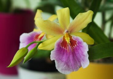 Miltonia - hemvård. Miltonia orkidéodling, transplantation och reproduktion. Beskrivning, typer. Ett foto