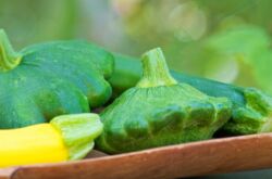 Squash - odling och vård. Plantering av squash i öppen mark och koppar