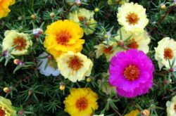 Purslane - plantering och vård. Växande purslanblommor från frön. Beskrivning, typer. Ett foto