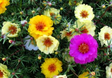 Purslane - penanaman dan penjagaan. Menanam bunga pucuk dari biji. Penerangan, jenis. Gambar