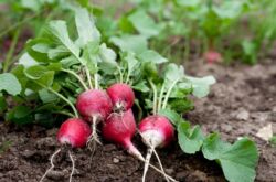 Plantering av rädisor på våren i marken i ett öppet område och i ett växthus