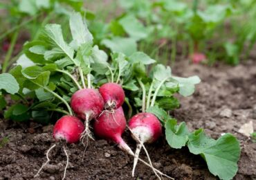 Plantering av rädisor på våren i marken i ett öppet område och i ett växthus