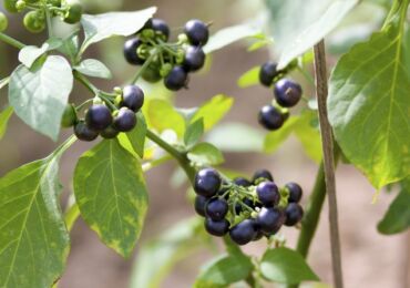 Sunberry - tumbuh dan merawat buah beri dari biji