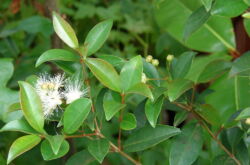 Syzygium - hemvård. Syzygiumodling, transplantation och reproduktion. Beskrivning, typer. Ett foto