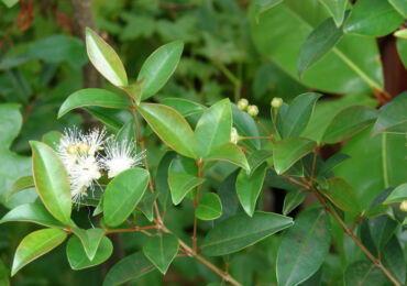 Syzygium - hemvård. Syzygiumodling, transplantation och reproduktion. Beskrivning, typer. Ett foto