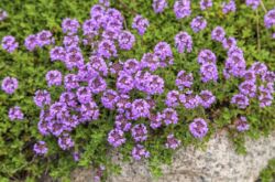 Tumbuh thyme atau thyme dari biji untuk anak benih di rumah. Penerangan, foto varieti