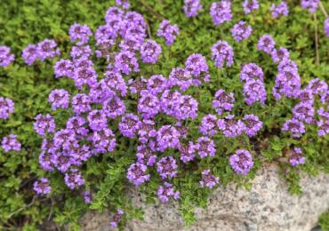 Odla timjan eller timjan från frön för plantor hemma. Beskrivning, foto av sorter