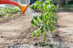 Berapa kerap menyiram anak benih tomato setelah memetik, menanam di tanah dan di rumah hijau