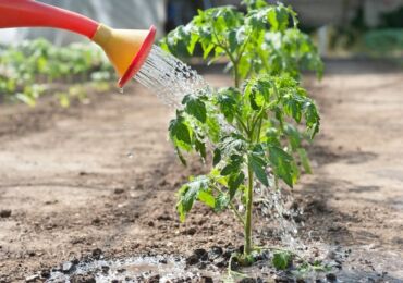 Hur ofta vattna tomatplantor efter plockning, plantering i marken och i växthuset