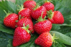 Membaiki strawberi - menanam dan merawat kebun anda