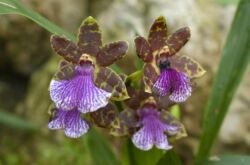 Zygopetalum - hemvård. Odling av zygopetalum orkidéer, transplantation och reproduktion. Beskrivning. Ett foto