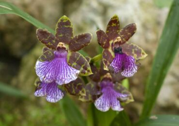 Zygopetalum - hemvård. Odling av zygopetalum orkidéer, transplantation och reproduktion. Beskrivning. Ett foto