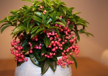 Ardisia - penjagaan rumah. Penanaman ardisia, pemindahan dan pembiakan. Penerangan. Gambar