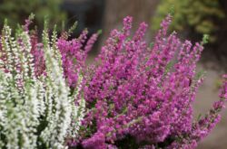 Tumbuhan Heather