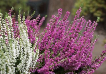 Tumbuhan Heather