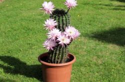 Echinopsis - penjagaan rumah. Penanaman, pemindahan dan pembiakan Echinopsis kaktus. Penerangan. Gambar