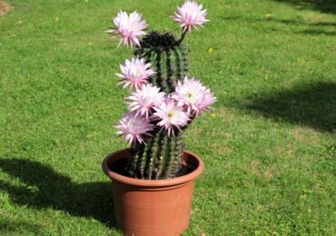 Echinopsis - penjagaan rumah. Penanaman, pemindahan dan pembiakan Echinopsis kaktus. Penerangan. Gambar