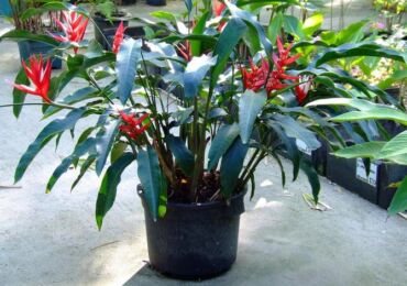 Heliconia - penjagaan rumah. Penanaman heliconia, pemindahan dan pembiakan. Penerangan. Foto - mse.imdmyself.com