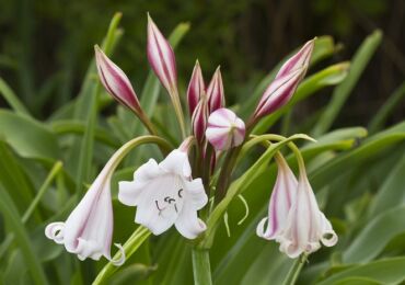 Krinum - penjagaan rumah. Penanaman, pemindahan dan pembiakan crinum. Penerangan. Gambar