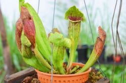 Sarracenia - penjagaan di rumah. Penanaman sarracenia - tanaman pemangsa, pemindahan dan pembiakan. Penerangan. Gambar