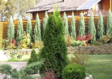 Korrekt plantering, skötsel och beskärning av västra thuja på våren