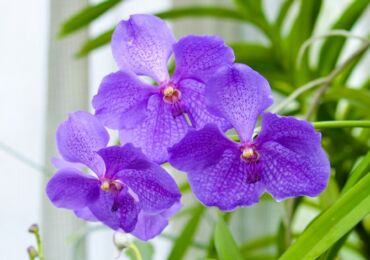 Vanda orkid - penjagaan di rumah. Penanaman, pemindahan dan pembiakan Vanda. Penerangan. Gambar