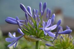 Agapanthus - penjagaan di rumah. Penanaman, pemindahan dan pembiakan Agapanthus. Penerangan, jenis. Foto - mse.imdmyself.com