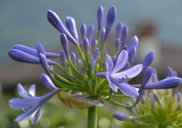 Agapanthus - penjagaan di rumah. Penanaman, pemindahan dan pembiakan Agapanthus. Penerangan, jenis. Foto - mse.imdmyself.com