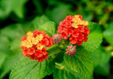 Tumbuhan Lantana