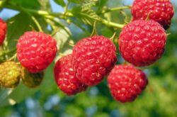 Remontan Raspberry - penanaman dan penjagaan. Memilih pelbagai raspberi yang masih ada