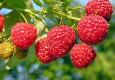 Remontan Raspberry - penanaman dan penjagaan. Memilih pelbagai raspberi yang masih ada